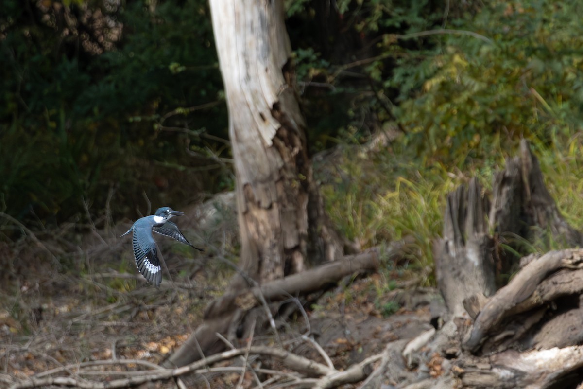 Belted Kingfisher - ML644323636