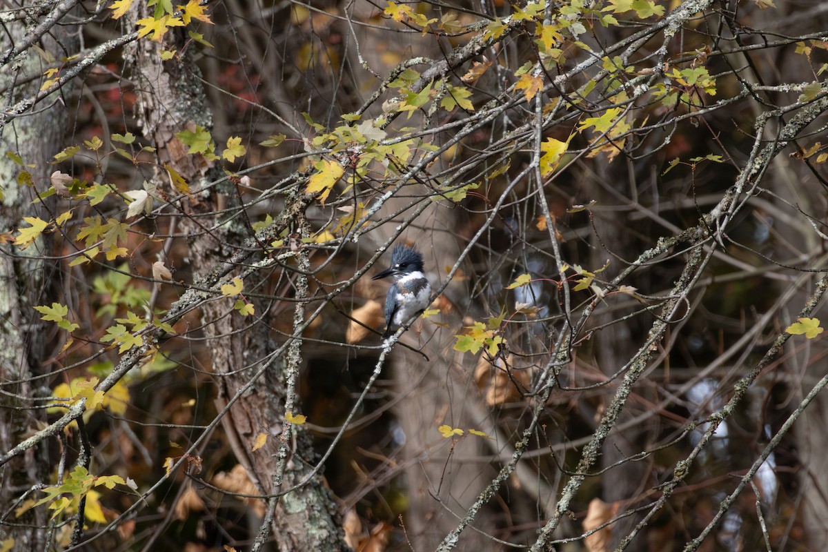 Belted Kingfisher - ML644323637
