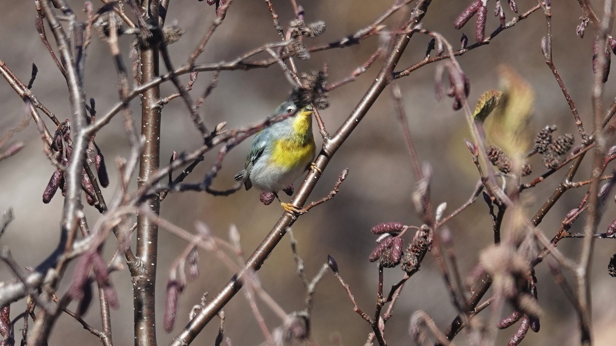 stryparula - ML644323651