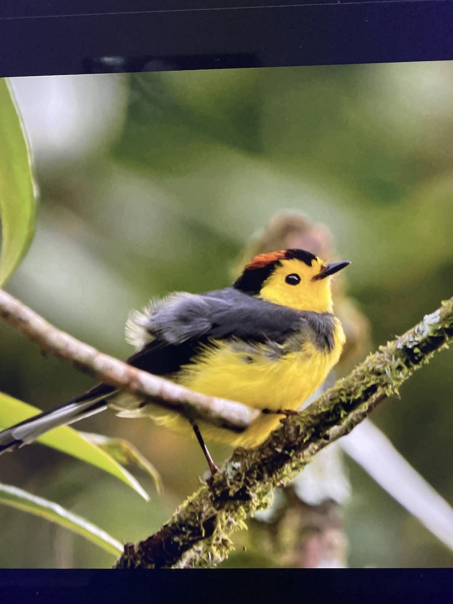 Collared Redstart - ML644323652