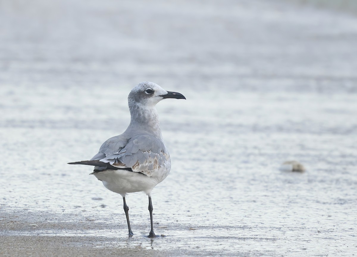 Laughing Gull - ML644323654