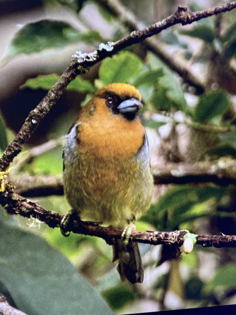 Prong-billed Barbet - ML644323662