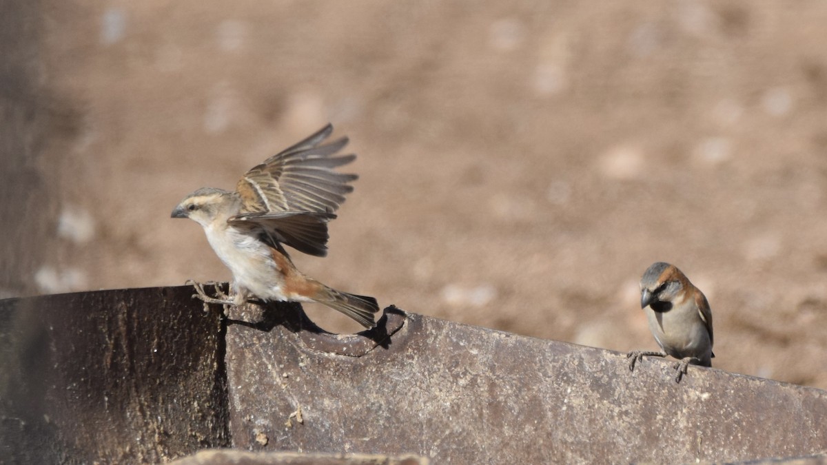 Gorrión Grande - ML644323687
