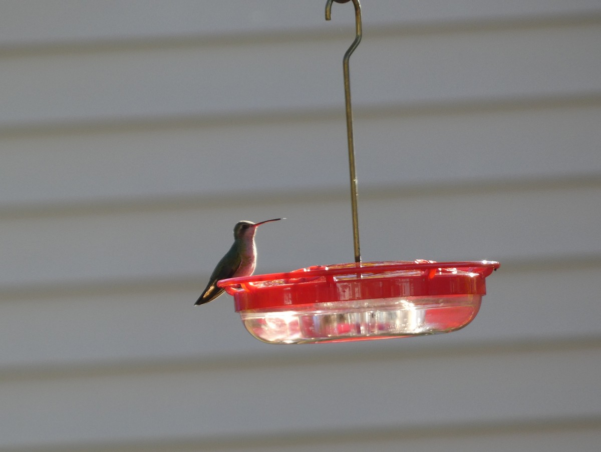 Broad-billed Hummingbird - ML644323723