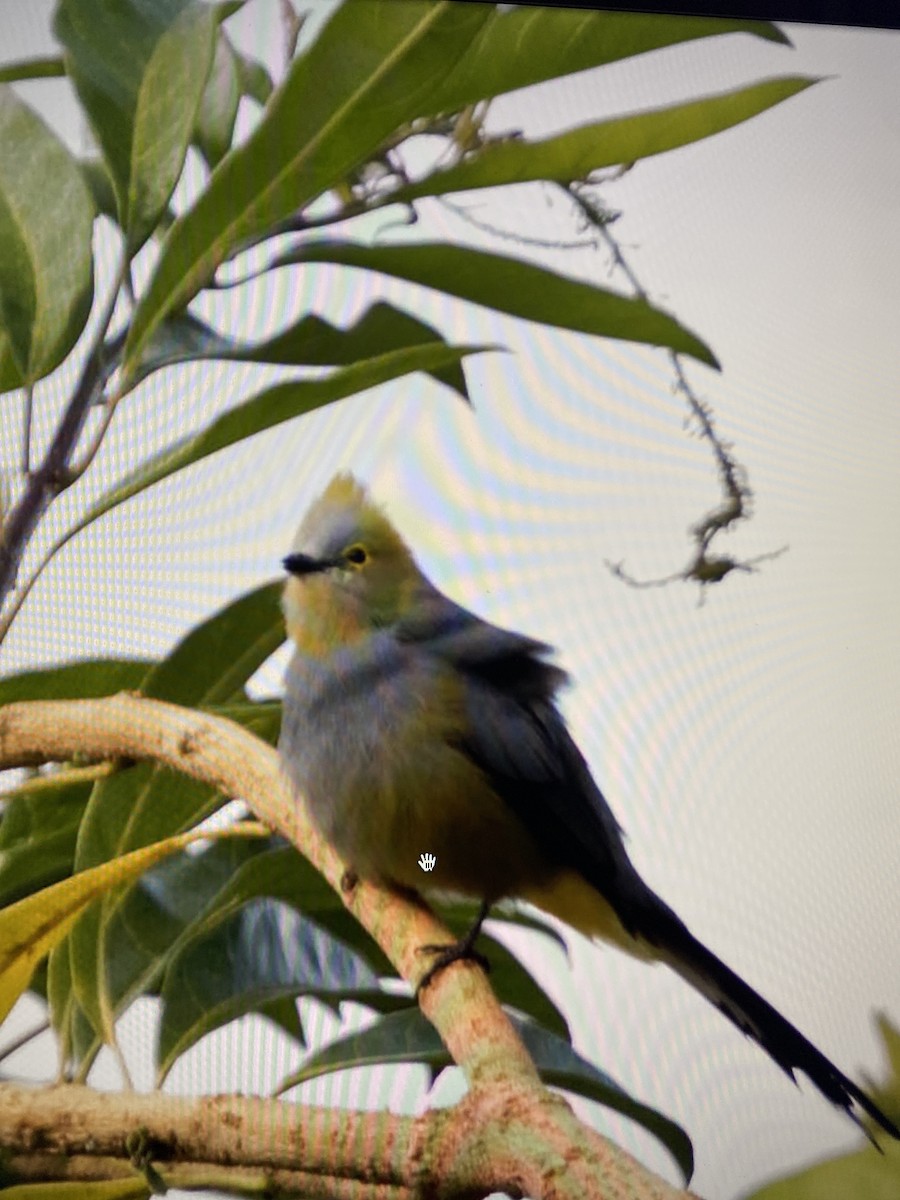 Long-tailed Silky-flycatcher - ML644323729
