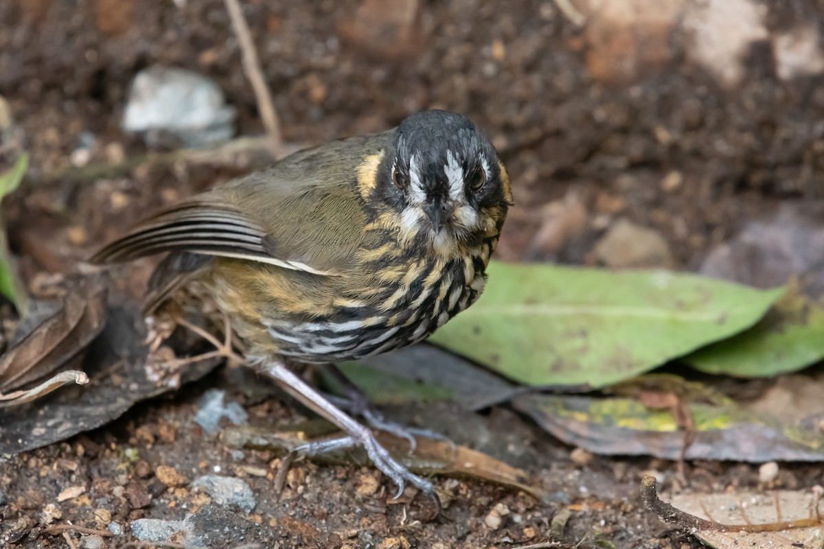 Crescent-faced Antpitta - ML644323744