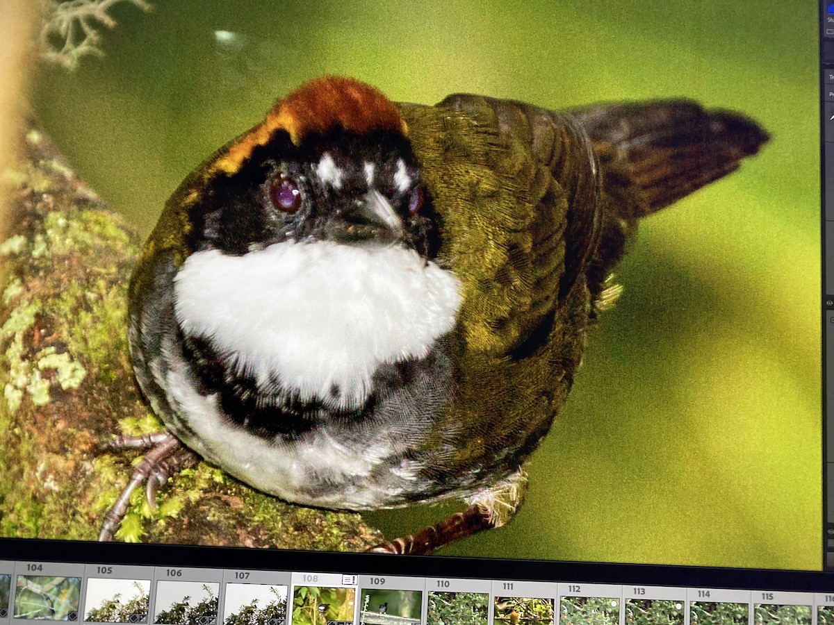 Chestnut-capped Brushfinch - ML644323746