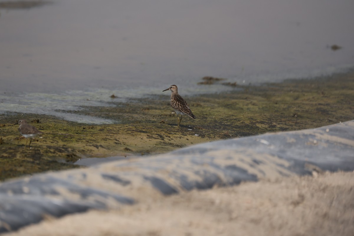 Pectoral Sandpiper - ML644323748