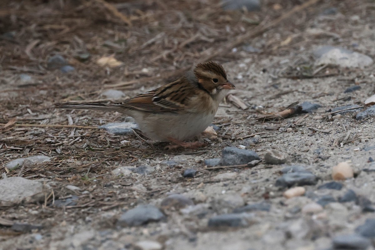 Clay-colored Sparrow - ML644323752