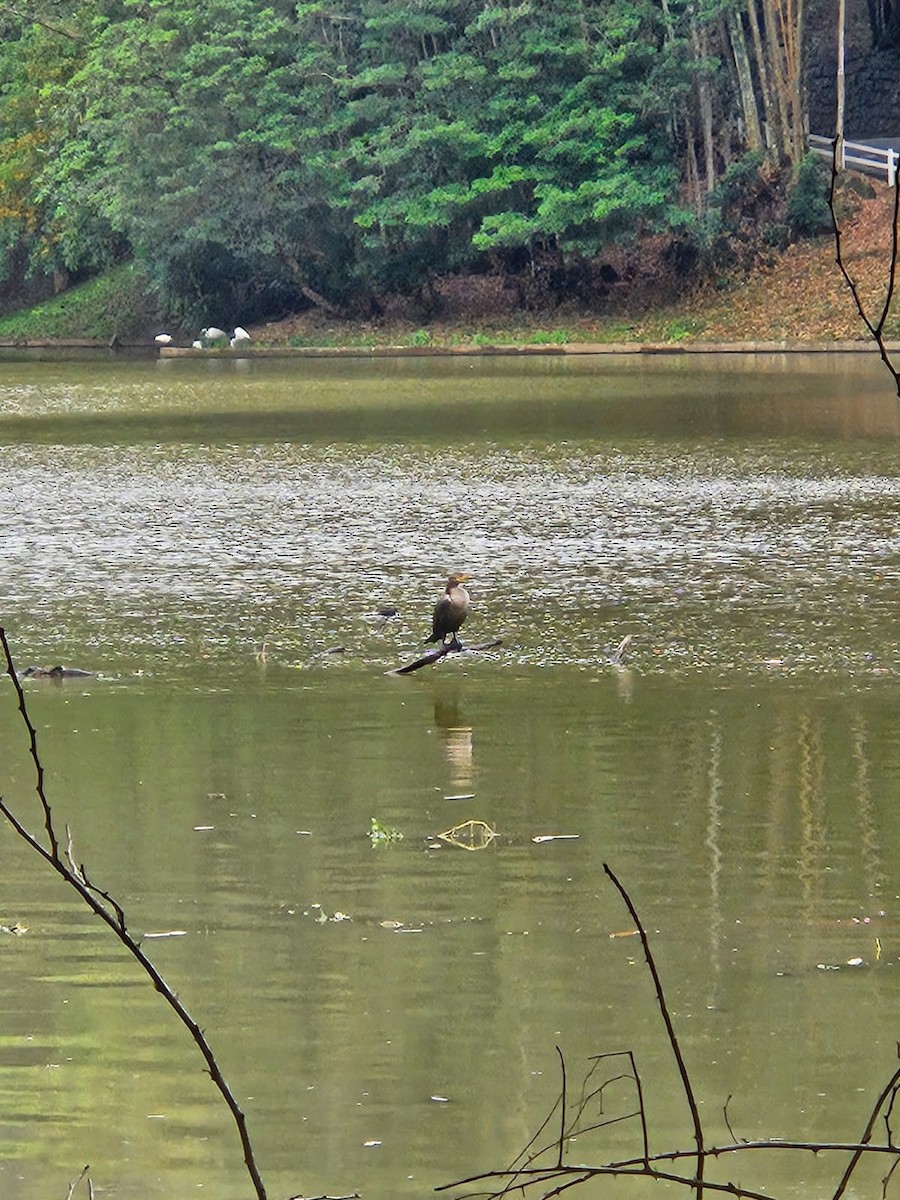 Neotropic Cormorant - ML644323761