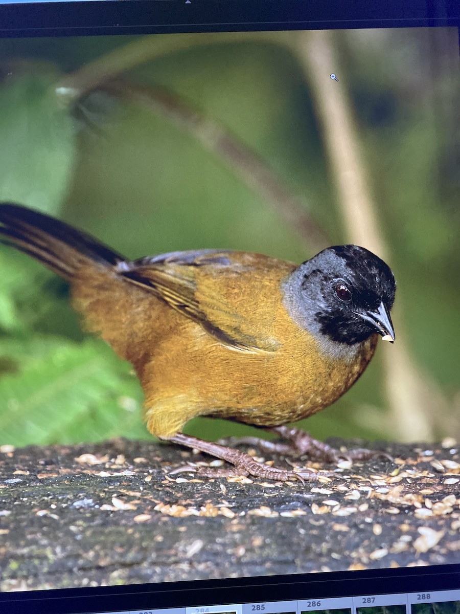 Large-footed Finch - ML644323766