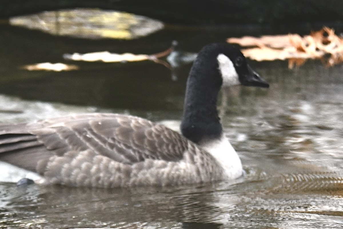 Canada Goose - ML644323769
