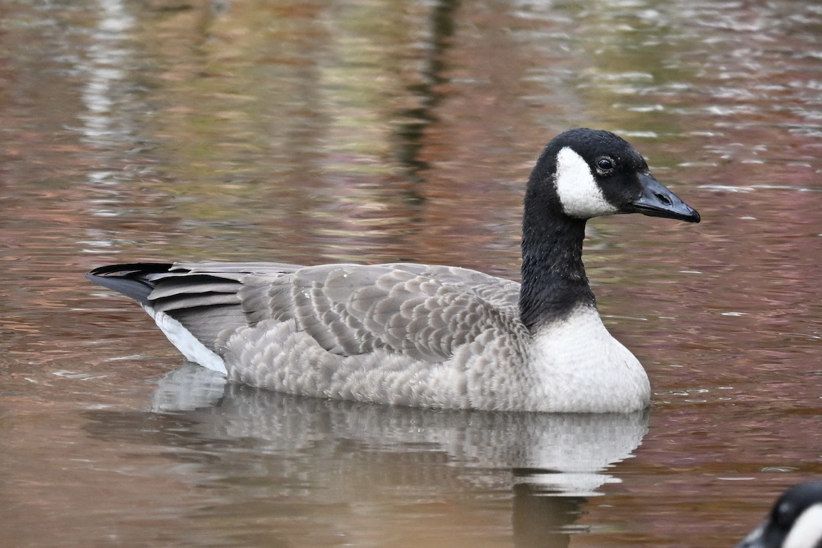 Canada Goose - ML644323770