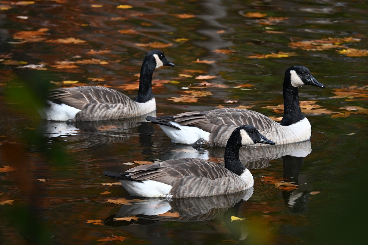 Canada Goose - ML644323771