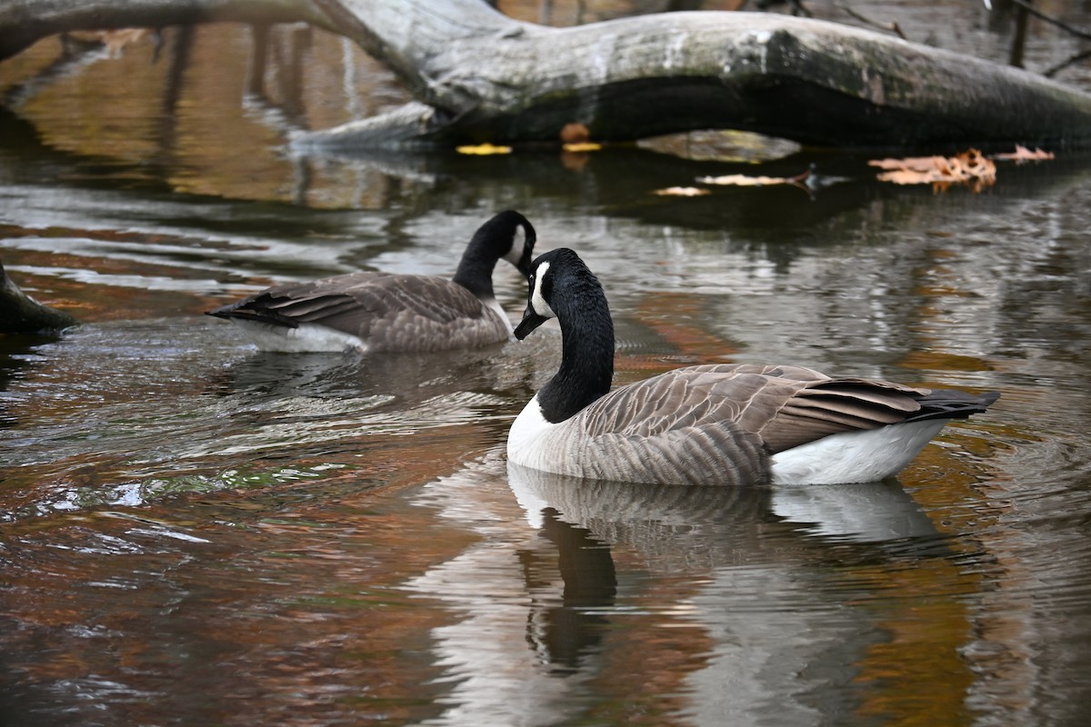 Canada Goose - ML644323772