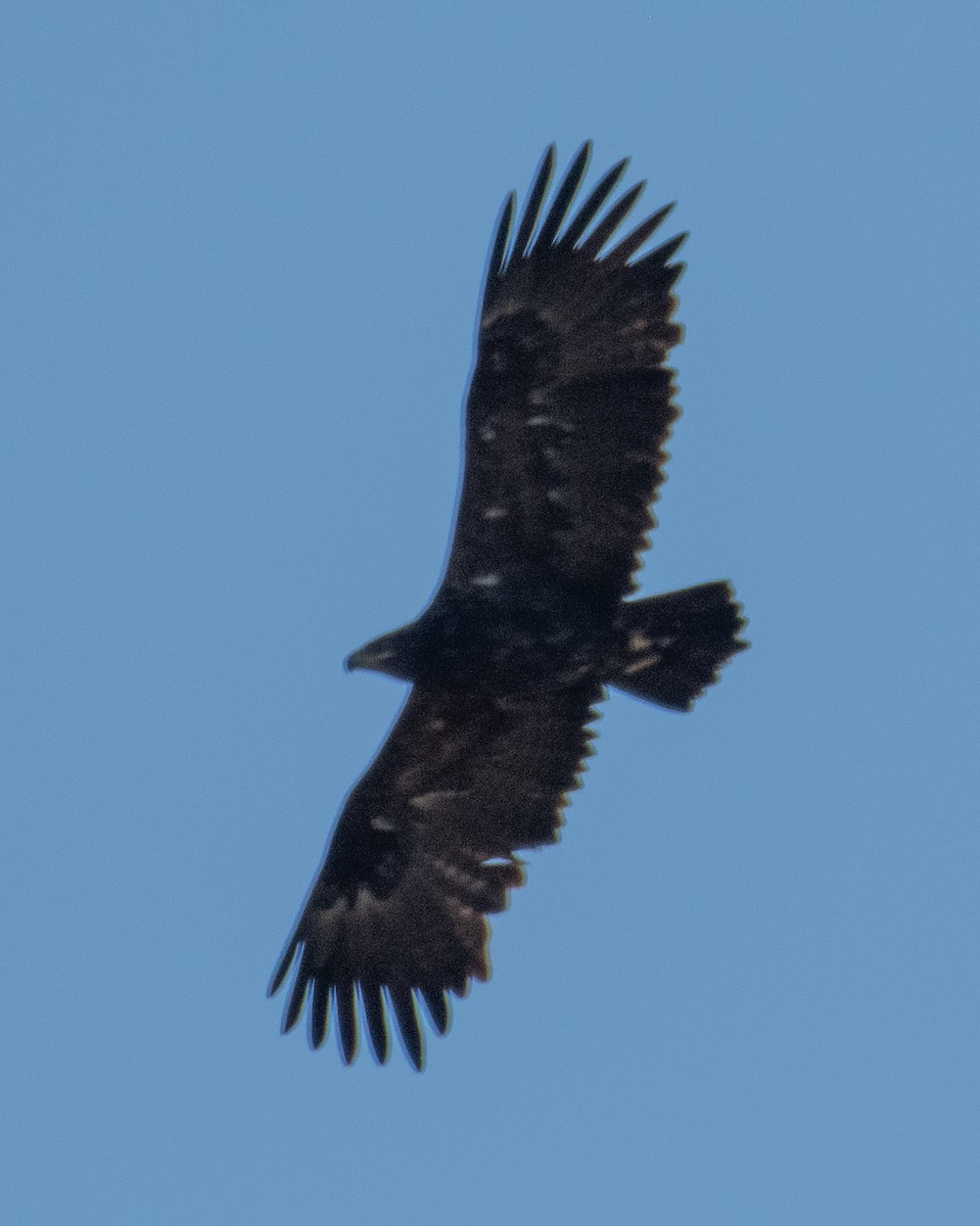 Steppe Eagle - ML644323774