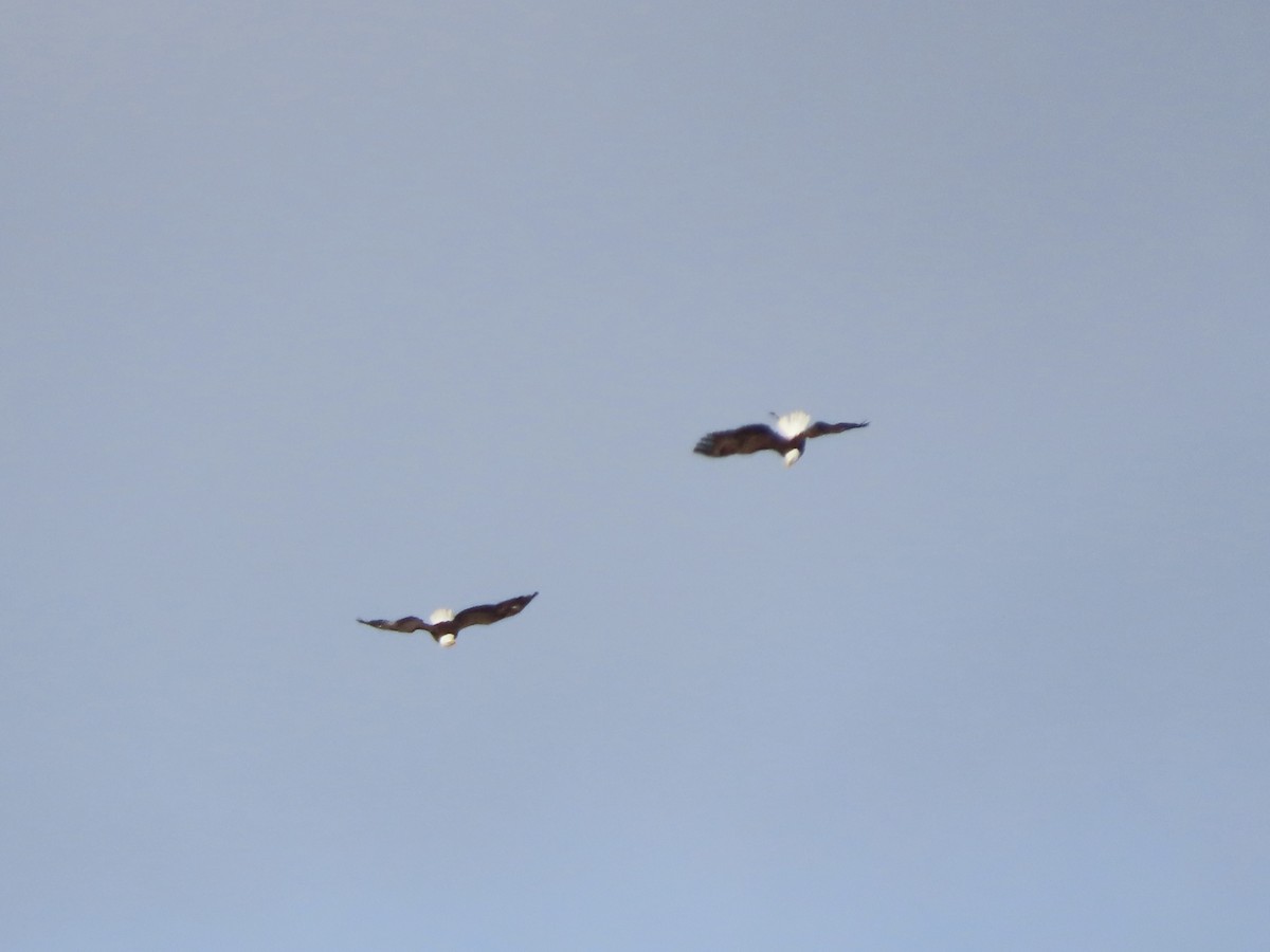 Ak Başlı Kartal - ML644323777