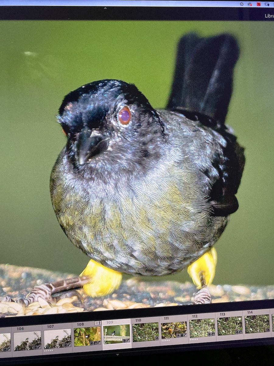 Заросляк коста-риканський - ML644323781