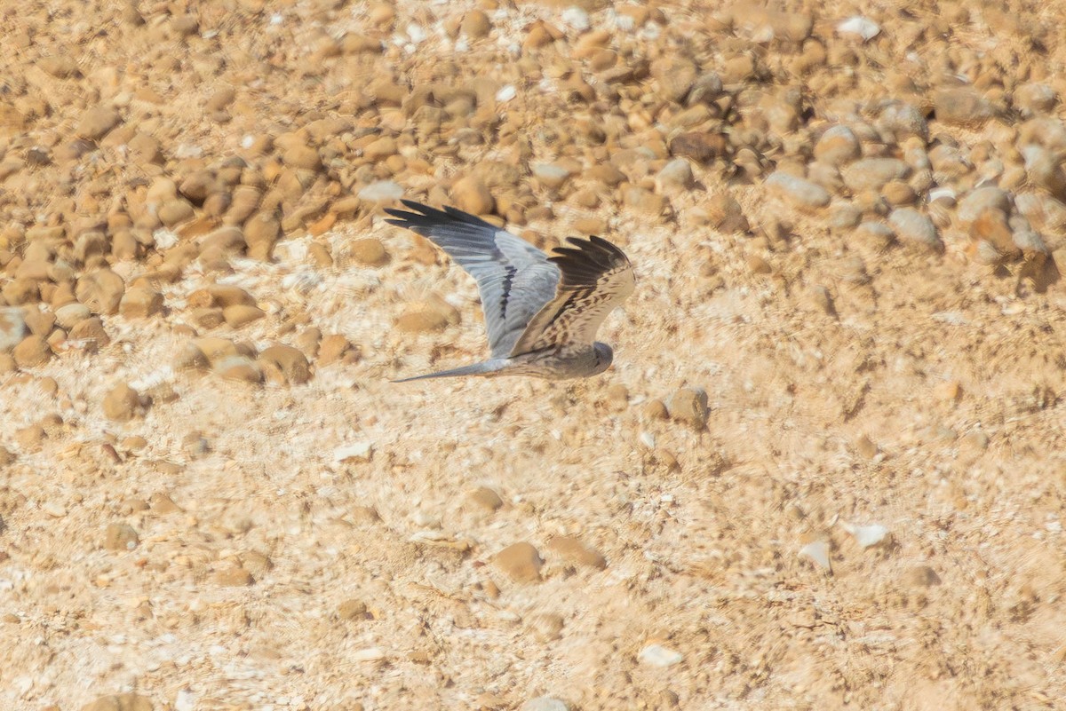 ヒメハイイロチュウヒ - ML644323790