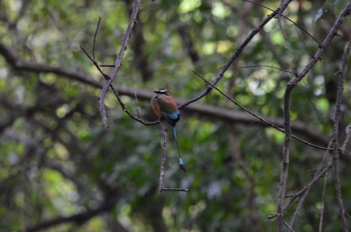 Момот рудочеревий - ML644323793