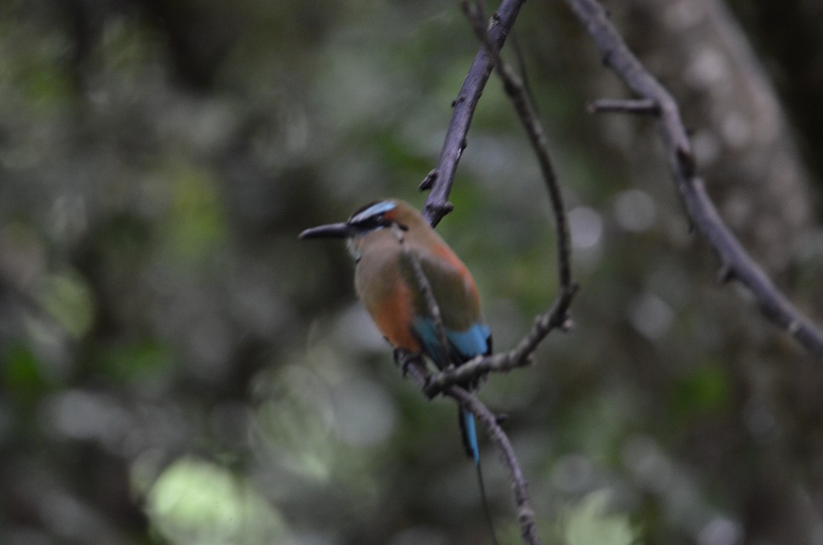 Момот рудочеревий - ML644323794