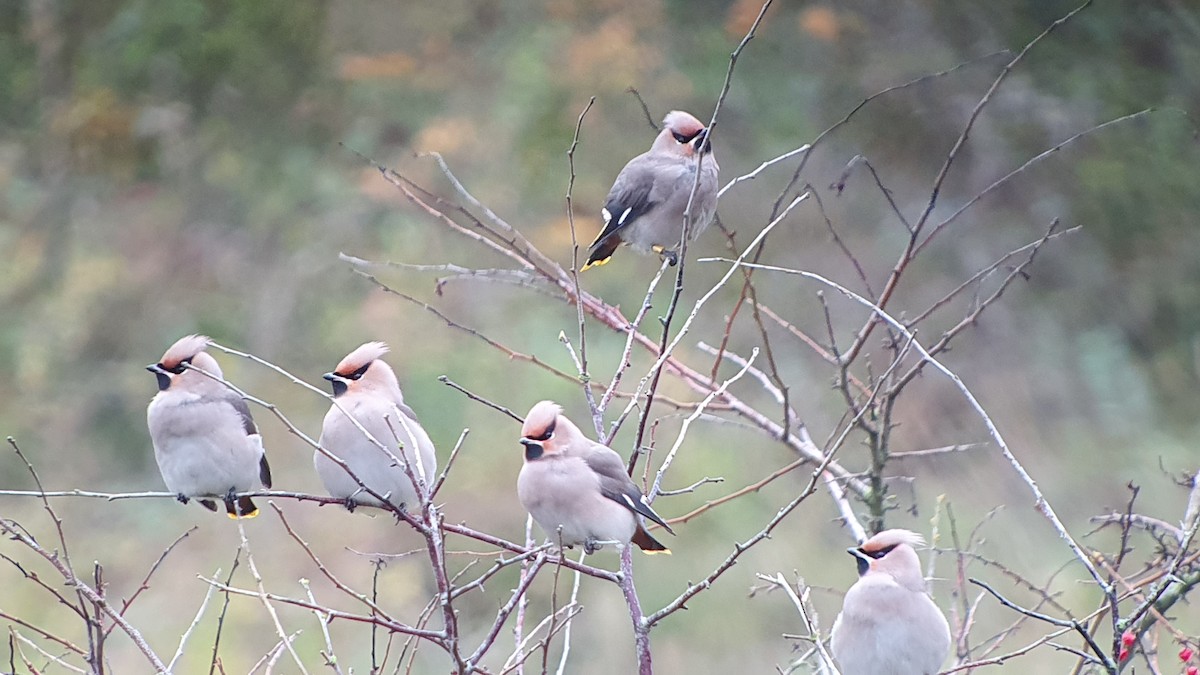 Buztanori boreala - ML644323798