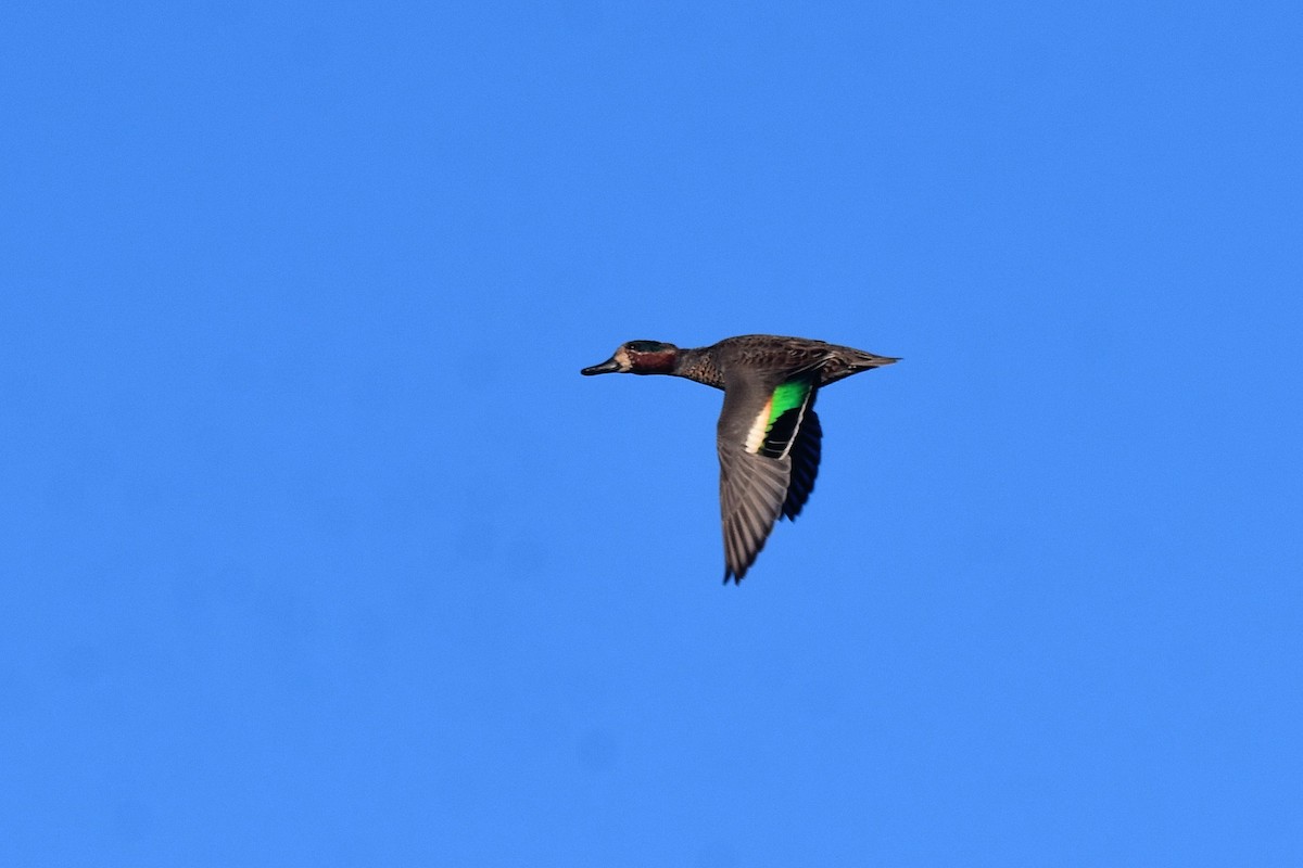 Green-winged Teal (Eurasian) - ML644323810