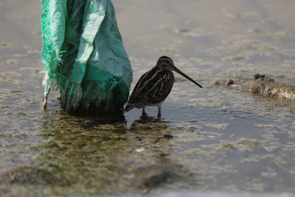 Common Snipe - ML644323820