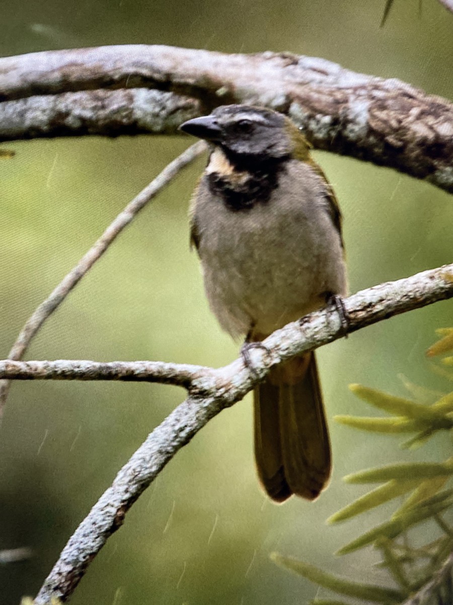Buff-throated Saltator - ML644323822