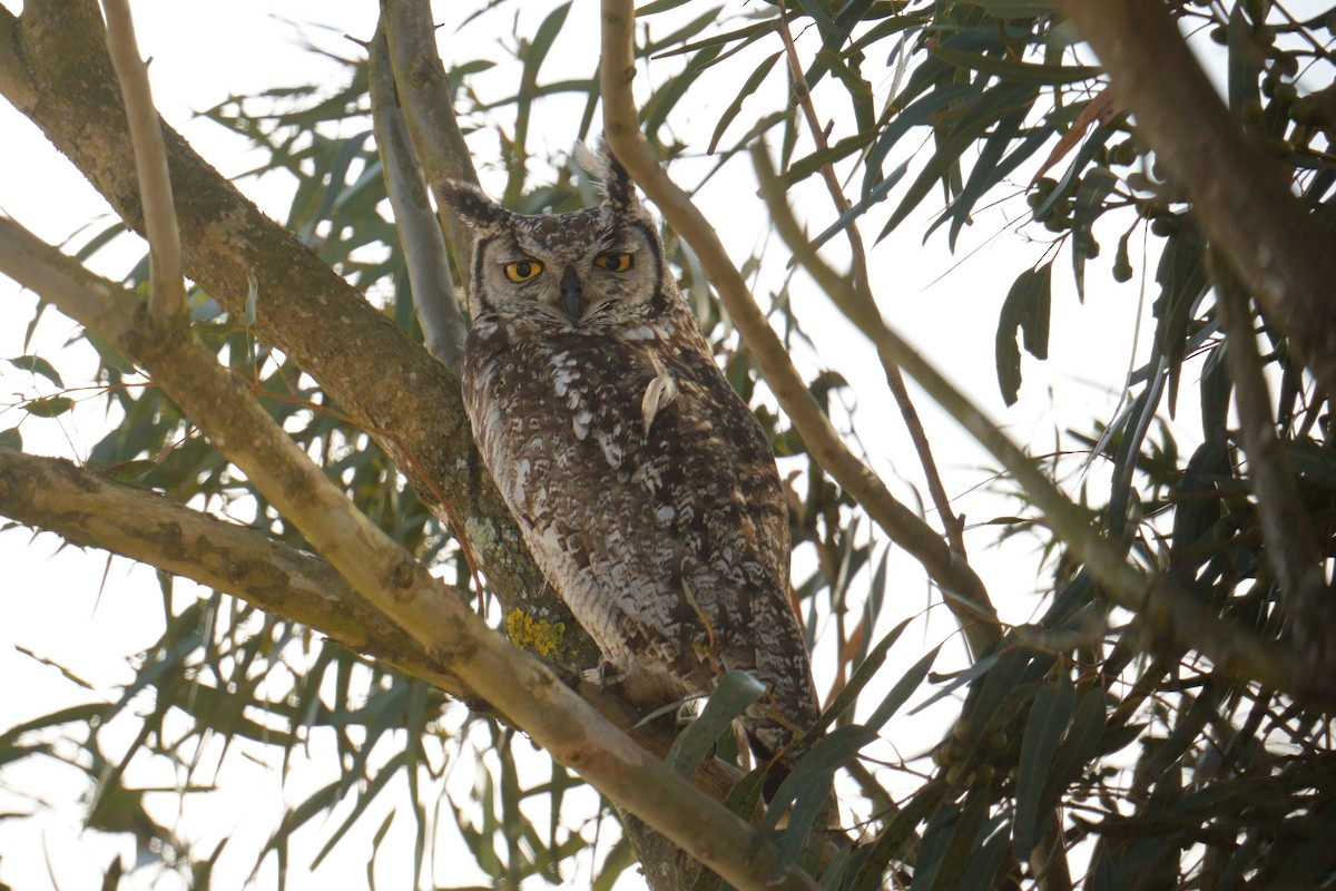 Grand-duc africain - ML644323837