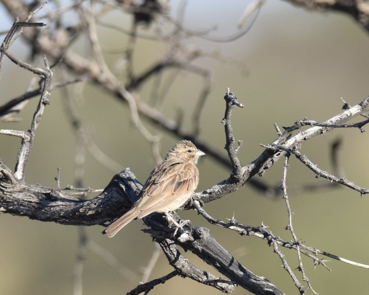 strnad skřivanovitý - ML644323848