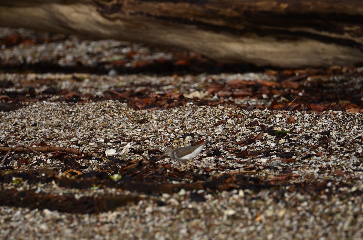 アメリカイソシギ - ML644323850