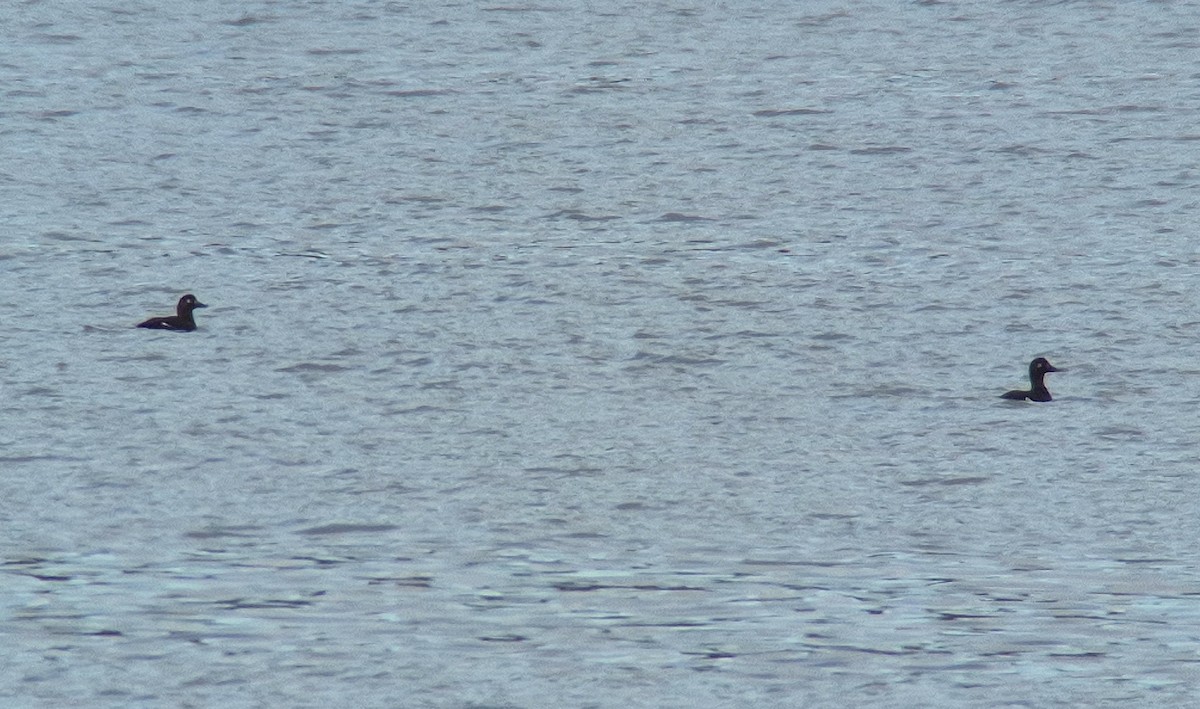 Macreuse brune - ML644323851