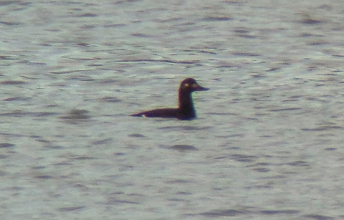 Macreuse brune - ML644323854