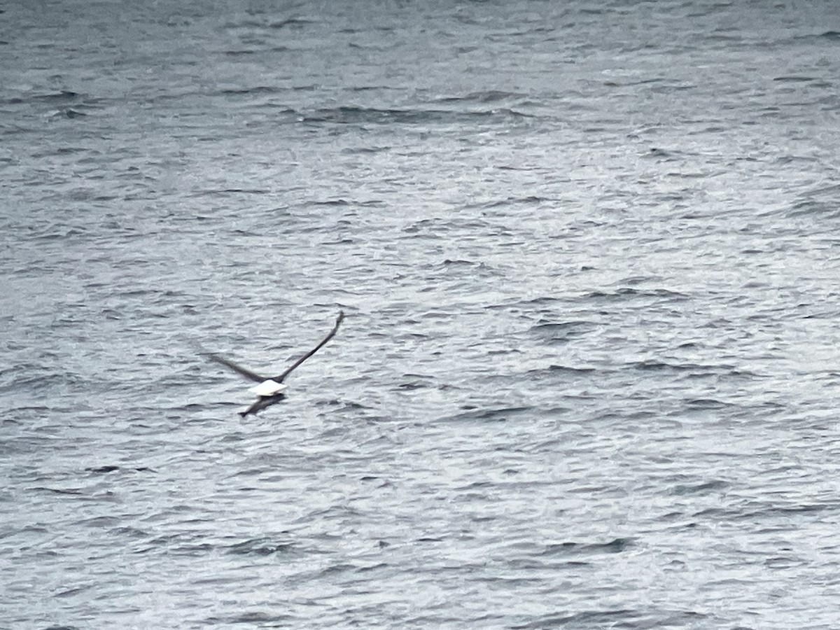 Ak Başlı Kartal - ML644323864