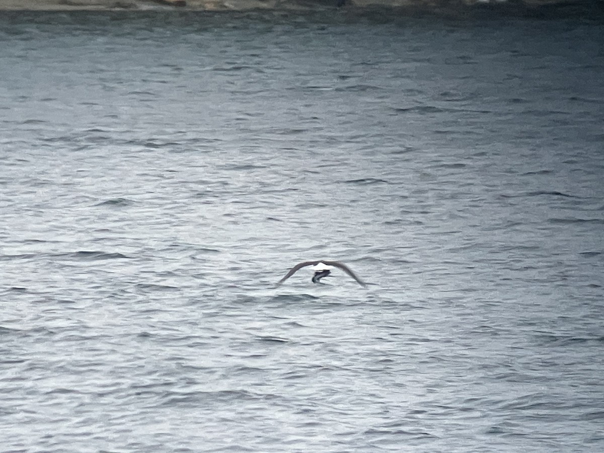 Ak Başlı Kartal - ML644323865