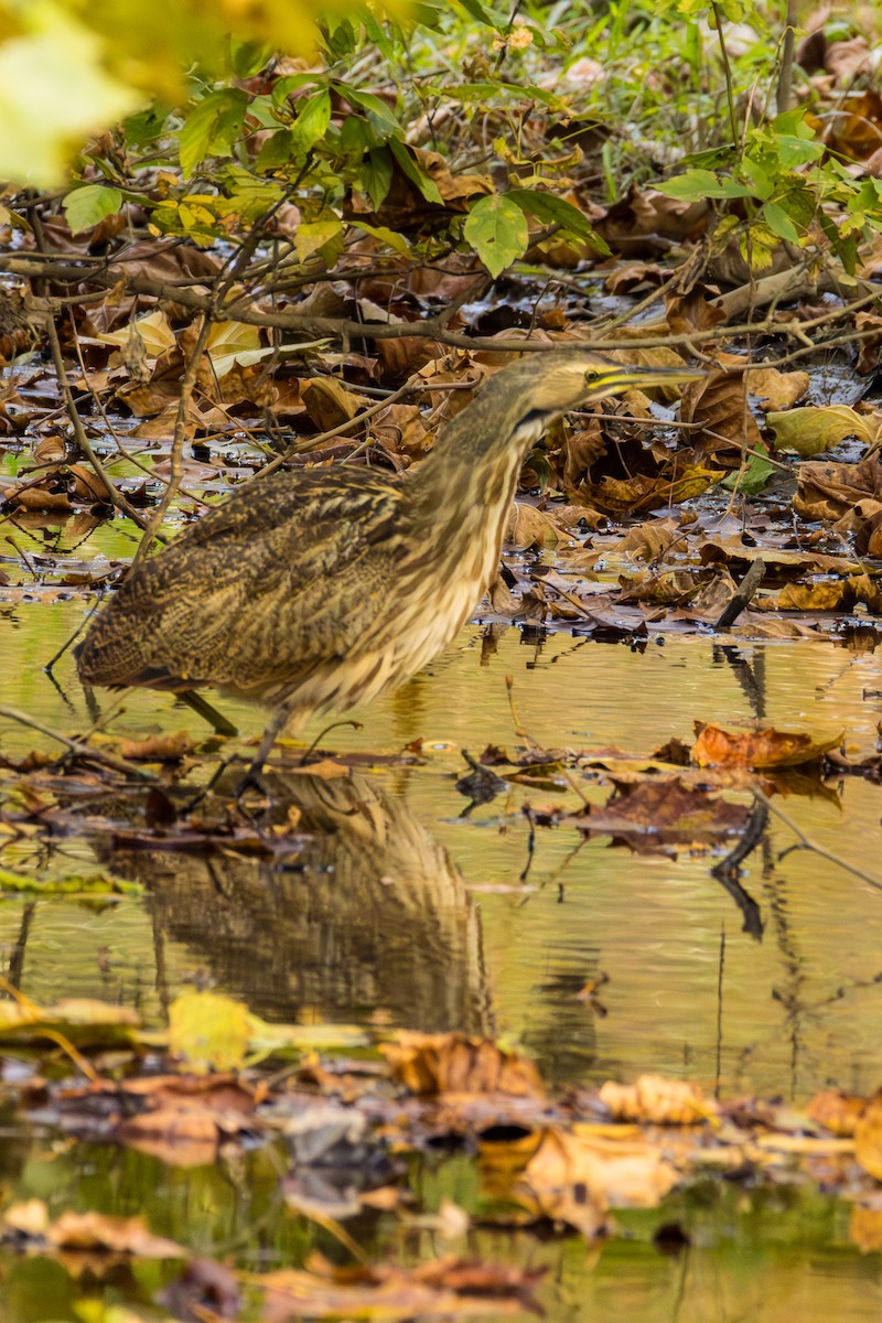 American Bittern - ML644323869