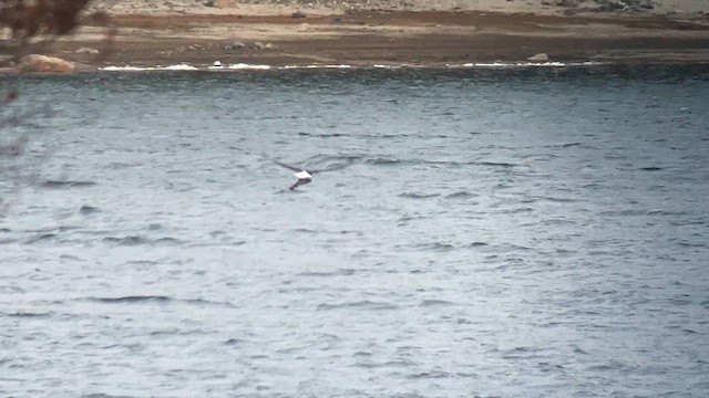 Bald Eagle - ML644323870