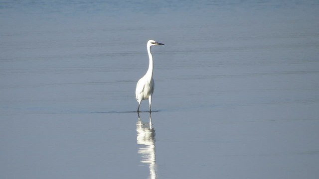 Reddish Egret - ML644323872