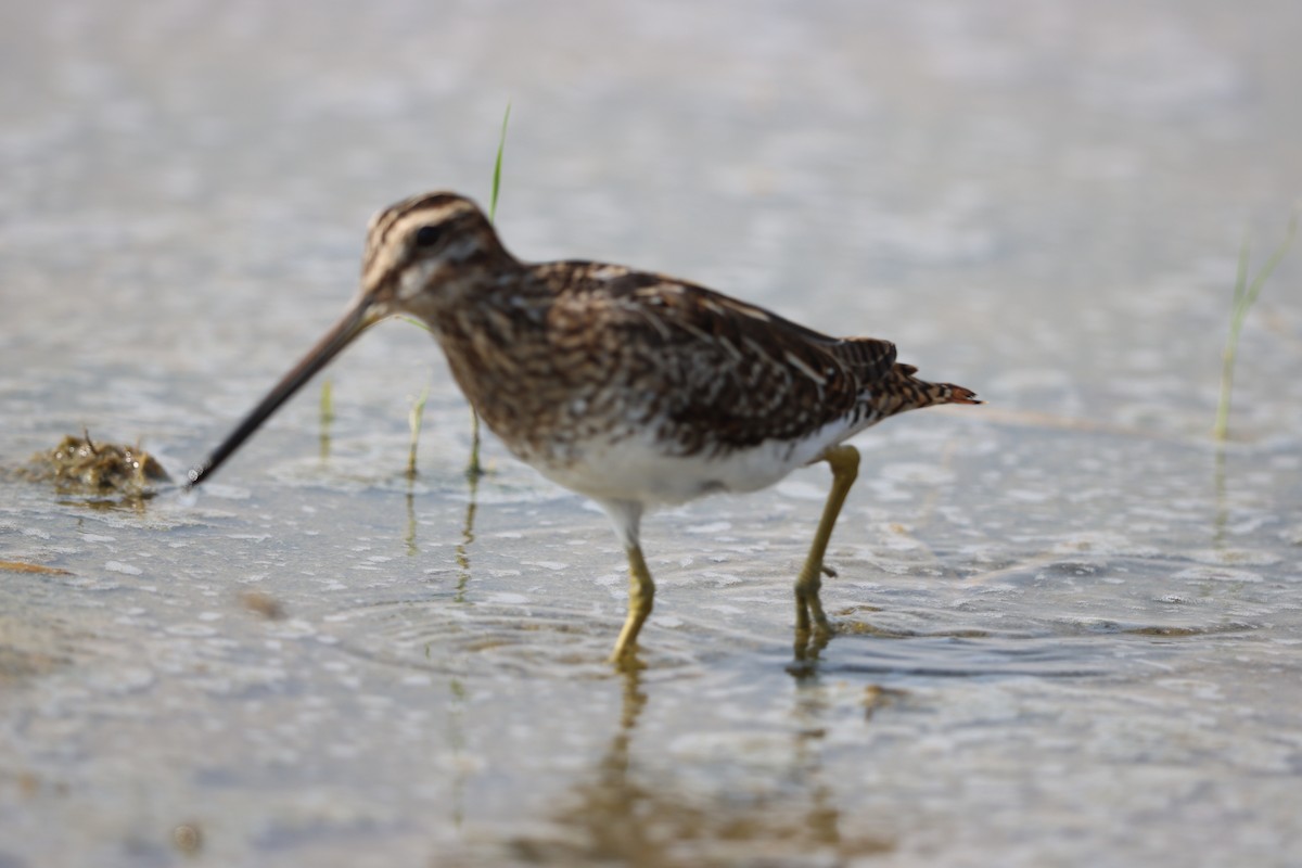 Common Snipe - ML644323874