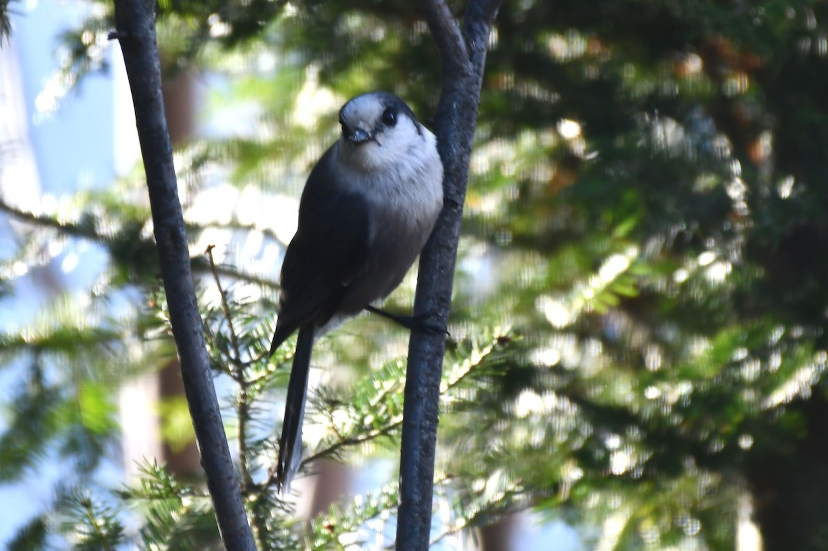 カナダカケス - ML644323875