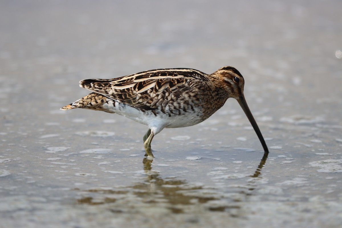 Common Snipe - ML644323876