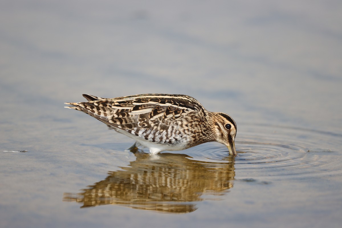 Common Snipe - ML644323877