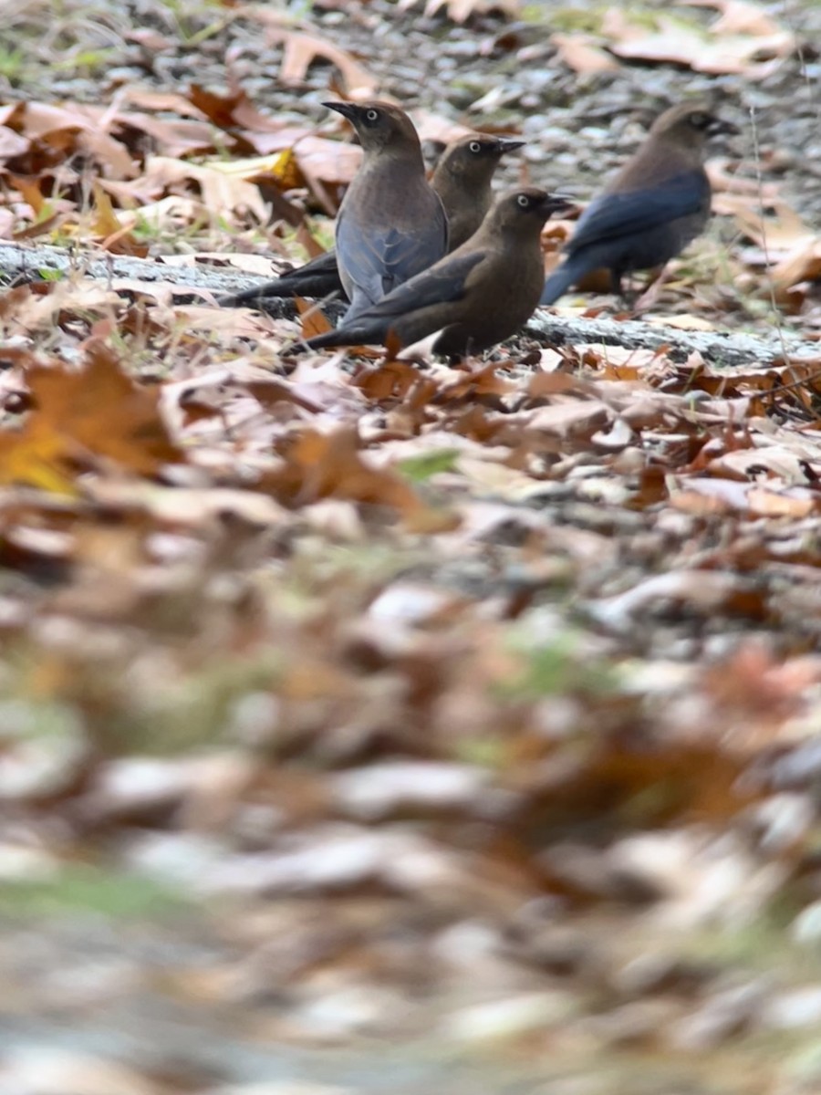 Rusty Blackbird - ML644323879