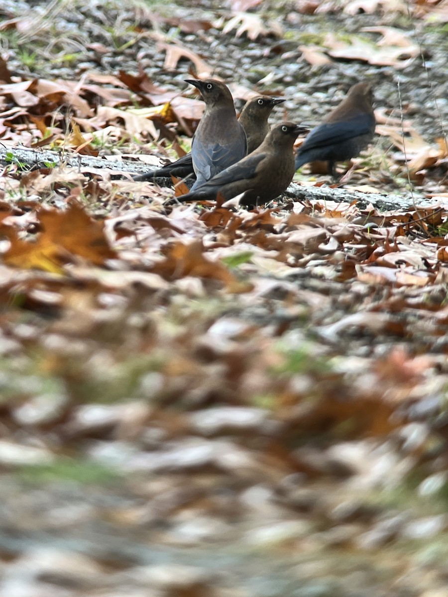 Rusty Blackbird - ML644323880