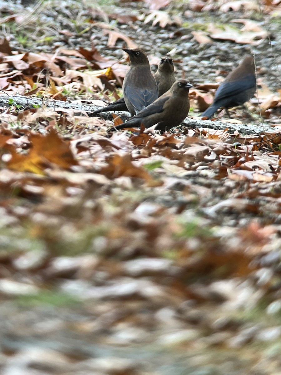 Rusty Blackbird - ML644323881