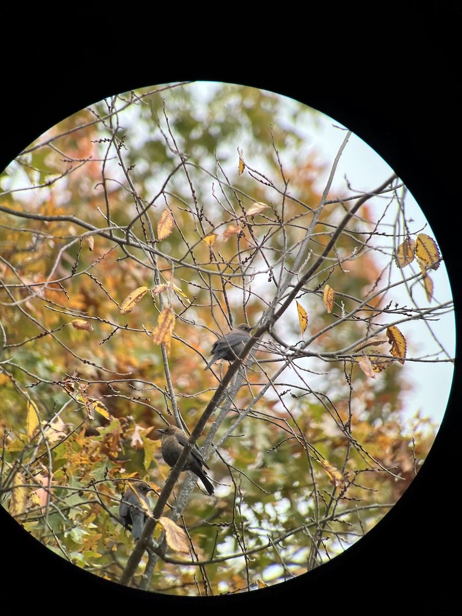 Rusty Blackbird - ML644323882