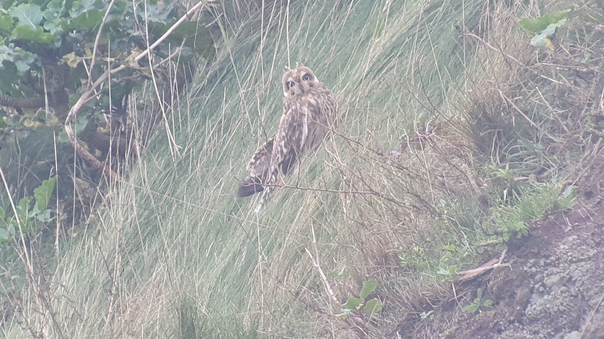 Zingira-hontza - ML644323883