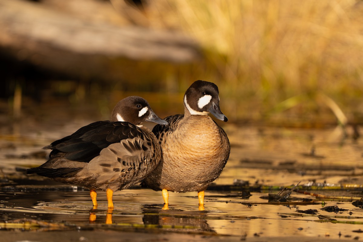 kachna bronzovokřídlá - ML644323899