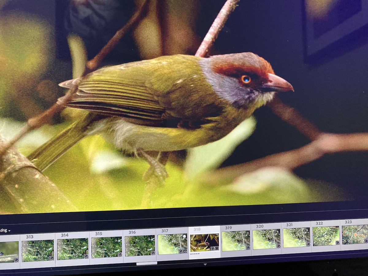 Rufous-browed Peppershrike - ML644323900